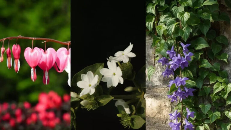 6 self-growing climbers that are low maintenance and Indian weather-proof