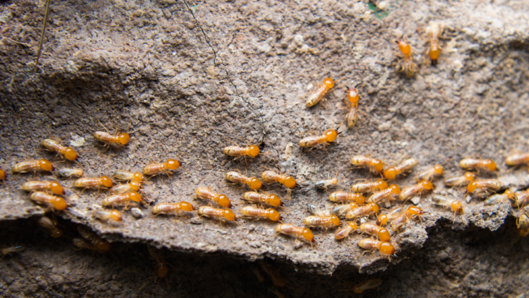 5 effective ways to help remove termites and save your wooden interiors just in time
